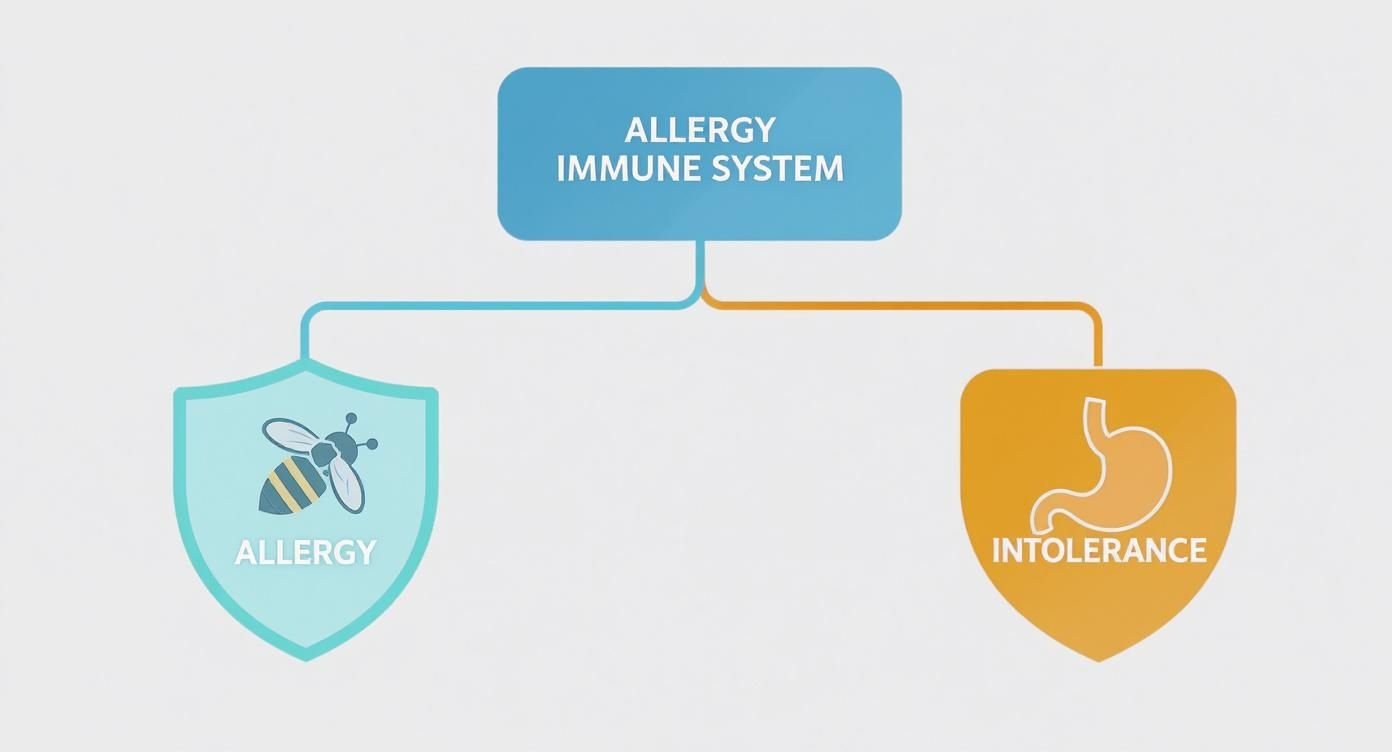 Allergy testing services are medical evaluations that identify specific substances that trigger allergic reactions; these diagnostic tools allow specialists to assess how your immune system responds. By pinpointing the exact triggers causing allergic reactions, healthcare professionals can develop an effective management plan. Here’s information on allergy testing methods and what you can expect: Allergy Causes Allergies occur when the immune system reacts to a foreign substance, producing various physical symptoms. Environmental factors, dietary choices, and genetic predispositions all play a role in how your body processes foreign substances. When you know what is triggering your allergic reactions, you can better minimize your exposure. Why Allergies Happen An allergic reaction happens when your immune system mistakenly identifies a harmless substance, such as pollen or pet dander, as a dangerous invader. In response, your body produces antibodies to neutralize the perceived threat. This immune response releases chemicals like histamine into the bloodstream, which may cause inflammation, sneezing, or skin irritation. When To Visit a Specialist You should consult a professional, like a pulmonary and sleep medicine specialist, when over-the-counter medications don’t manage your symptoms effectively. A visit to an allergist is also appropriate if you experience severe reactions, chronic sinus infections, or difficulty breathing after exposure to certain environments or foods. A specialist can conduct a thorough evaluation to provide clear answers about your reactions, often through diagnostic allergy testing. Allergy Testing Medical professionals can use several testing methods to determine your allergic triggers, but many providers will recommend a skin test first. All diagnostic evaluations are conducted in controlled clinical settings so your provider can oversee your tests and reactions. During a skin prick test, a nurse or doctor places a small drop of a suspected allergen on the surface of your skin. They then gently prick or scratch the outer layer of your skin, which allows the substance to enter just below the surface. If you are allergic to the tested substance, you will typically develop a small, raised bump at the test site within 15 to 20 minutes. This bump resembles a mosquito bite and may cause mild itching. The medical staff will measure the size of the reaction to determine your sensitivity level. Afterward, they will clean the area and apply a topical cream to soothe any lingering irritation. Specialists may recommend other allergy testing methods depending on your situation, such as immunoglobulin E (IgE) blood tests. Blood tests measure the amount of allergy-causing antibodies in your bloodstream. Physicians often use blood tests for individuals with severe skin conditions or those taking medications that might interfere with skin test results. Another option is a patch test, which helps identify delayed allergic reactions, particularly those related to contact dermatitis. Allergy Treatments Once a specialist identifies your specific triggers, they will outline potential management strategies. Immunotherapy involves gradual exposure to allergens, and this process aims to reduce immune system sensitivity over time. This treatment is often administered through regular oral medications or allergy injections. Allergy shots contain tiny amounts of an allergen, helping the immune system build tolerance. Sublingual immunotherapy, administered under the tongue, is an alternative to traditional allergy injections. Benefit From Diagnostic Testing Understanding your allergic triggers allows you to make informed decisions about your daily environment and routine. To create a structured management plan that minimizes your reactions, contact an allergy specialist today. They can implement targeted treatments that identify your triggers, address your symptoms, and reduce reaction occurrence. Schedule a consultation to learn about your management options.